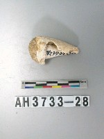 藏品(螺殼)的圖片